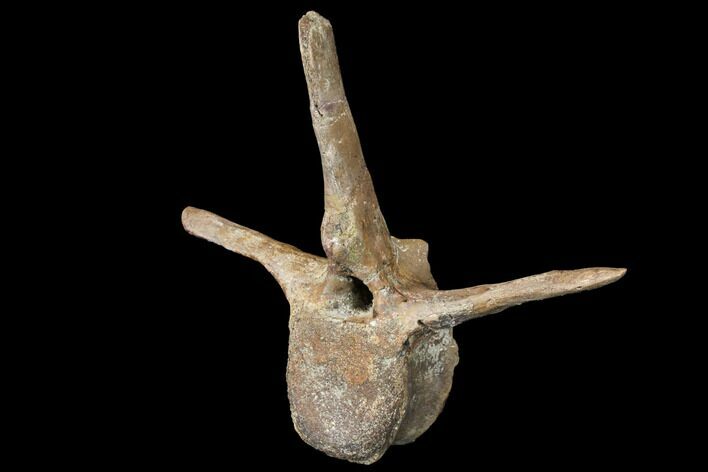 Pachycephalosaurus Caudal Vertebra With Process - Montana #130269